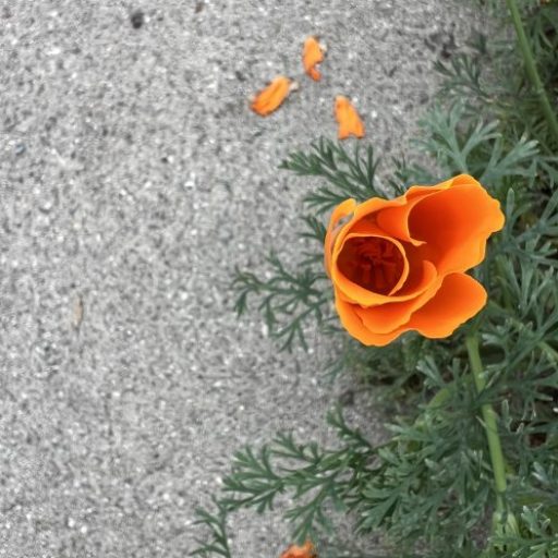 L.A. Native Plant Connection, LLC