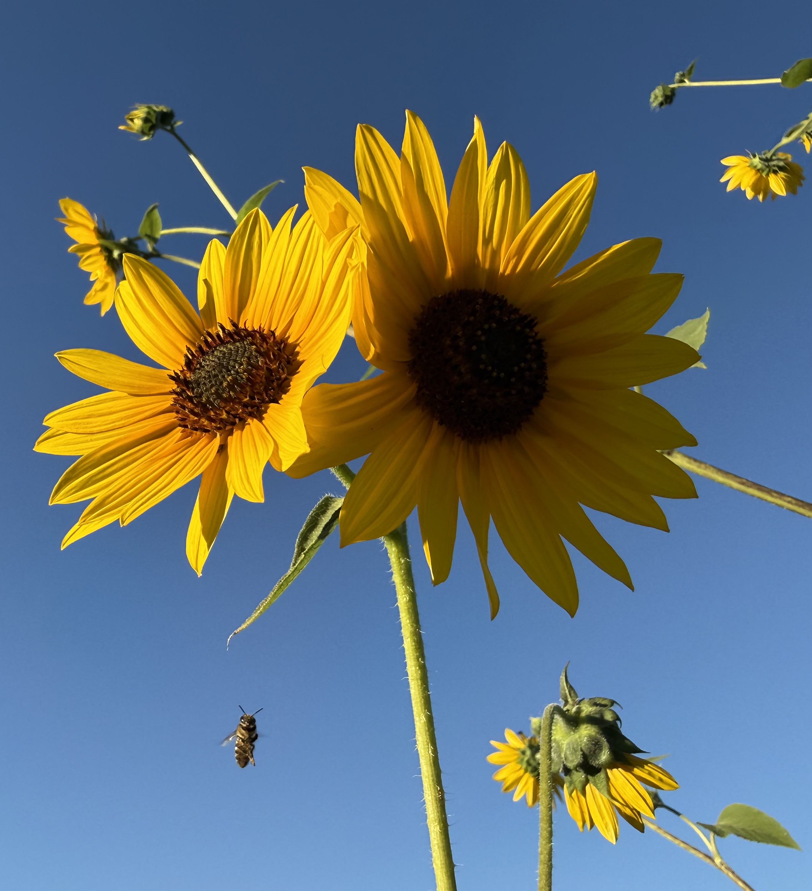 Bee and sunflowers